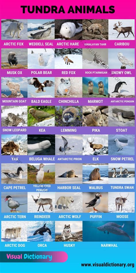 Tundra Animals: Helpful List of 40 Animals that Live in the Tundra ...