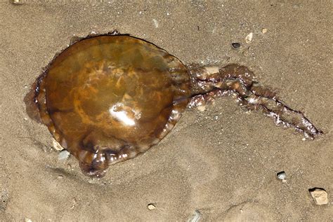 Bay Nature Magazine: A Jellyfish Bloom Fills the Bay with Sea Nettles