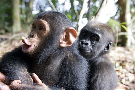 A Baby Gorilla And A Chimpanzee Hugging Photograph by Michael Poliza