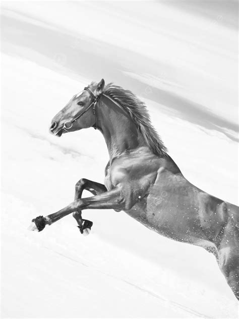 Amazing Sorrel Horse In Jump At Blue Photo Background And Picture For ...
