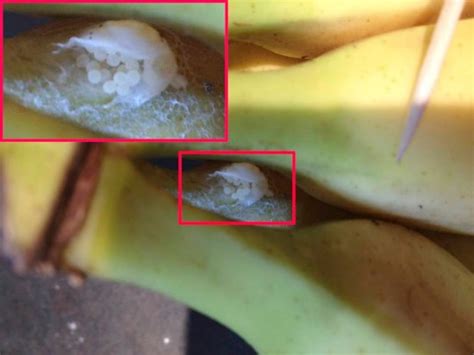 Abby Woodgate finds eggs from the ‘world’s deadliest spider’ in Tesco bananas | Metro News