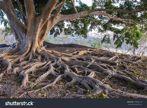 359,810 Tree Root Stock Photos, Images & Photography | Shutterstock