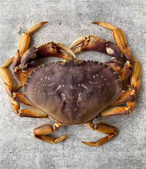 Live California Dungeness Crab, 1.5-2.5 lb. avg. - Buy at Regalis Foods