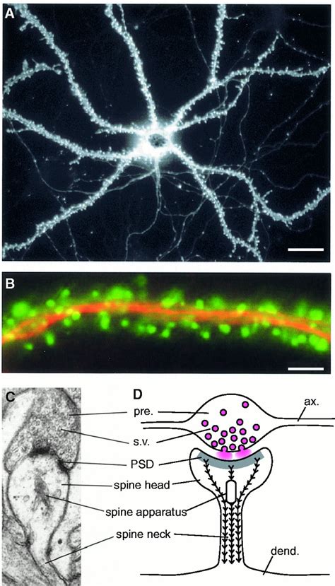 Dendritic Spine Synapse