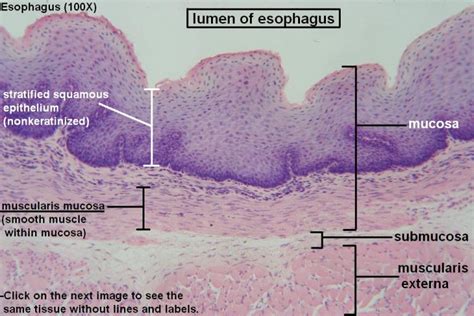 Esophagus Histology Diagram