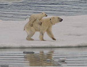 Melting ice linked to polar bear cub mortality as moms swim farther | WWF