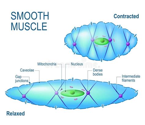 [DIAGRAM] Diagram Of Smooth Muscle Cell Organelle - MYDIAGRAM.ONLINE