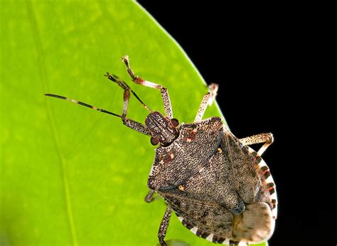 Brown Marmorated Stink Bug Challenges Pest-Control Strategies | WisContext