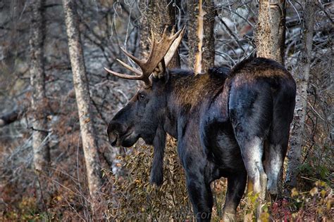 Mervin Coleman Photography | 713 Moose in the Woods