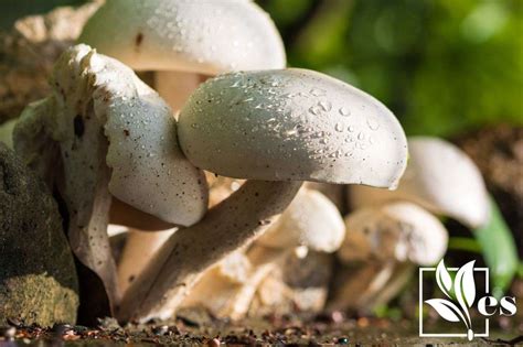 How To Grow Shrooms Without Spores: The Correct Steps - Evergreen Seeds