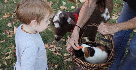 8 Best Farm Animals For Pets: Friendly Farm Animals For Kids