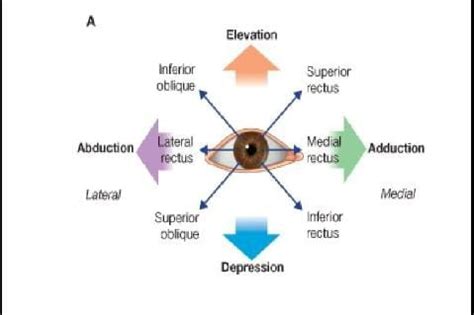 Types of ocular movements - Optography