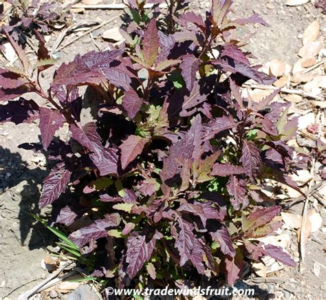 Chenopodium ambrosioides - Oaxaca Red Epazote - Seeds