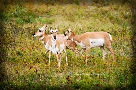 Custer State Park, South Dakota on Behance