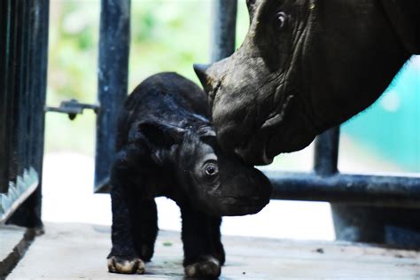 Rare Birth of Sumatran Rhino a Blessing for Critically Endangered Species – United States KNews ...