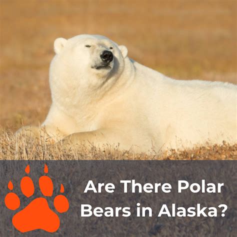 Are There Polar Bears in Alaska? Essential Information Before Your Visit