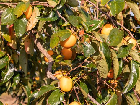 Persimmon Tree Identification Guide - Minneopa Orchards