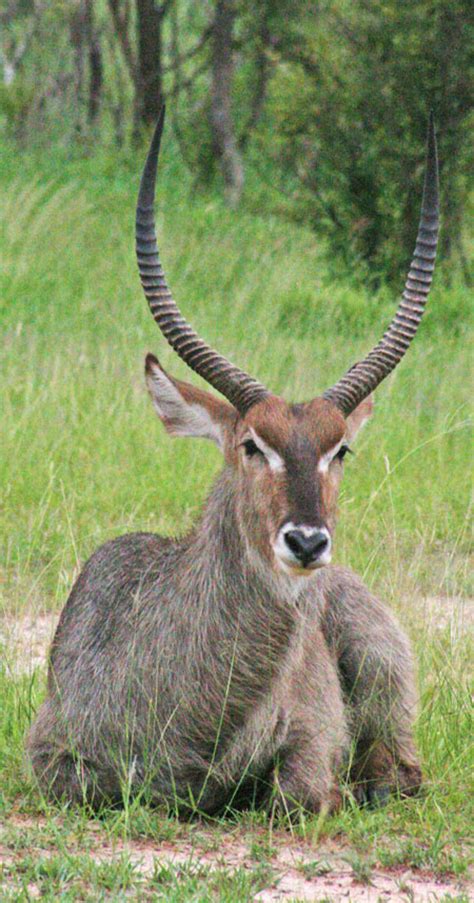 The wonderful waterbuck - Africa Geographic