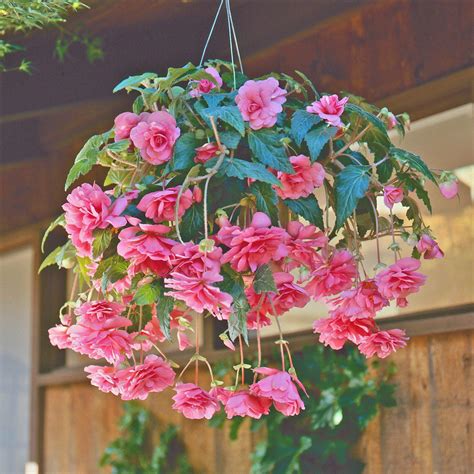 Begonia Bulbs For Sale Online | Hanging Basket Pink Profusion – Easy To Grow Bulbs