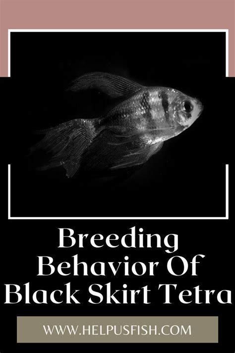 Breeding Behavior Of Black Skirt Tetra