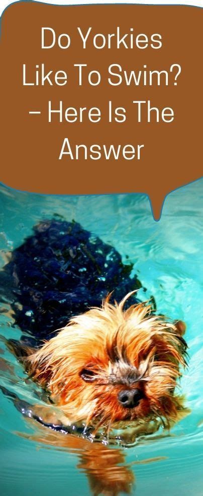 Do Yorkies Like To Swim? – Here Is The Answer | Yorkie, Yorkie dogs ...