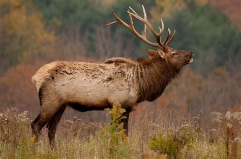 early morning bugle | Elk on the ridge calling to the ladies… | Flickr