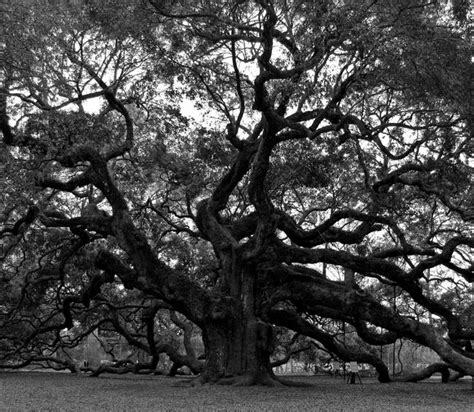 Stunning "Angel Oak" Artwork For Sale on Fine Art Prints