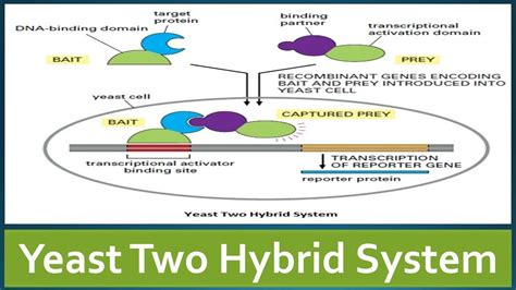 Yeast Two Hybrid System - Principle, Advantages | Principles, System, Yeast