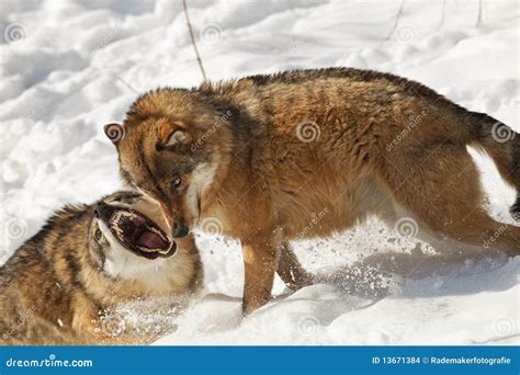 Alpha male wolf stock photo. Image of male, pack, orange - 13671384