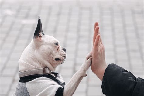 669 Dog High Five Owner Images, Stock Photos, 3D objects, & Vectors ...