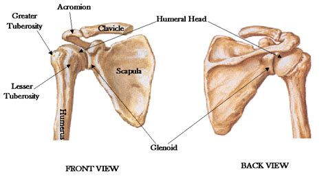 Shoulder&Pelvic Girdle - Anatomy&Phys