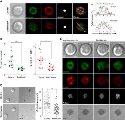 NM-II activity regulates vinculin function at the synapse. Primary MD4 ...