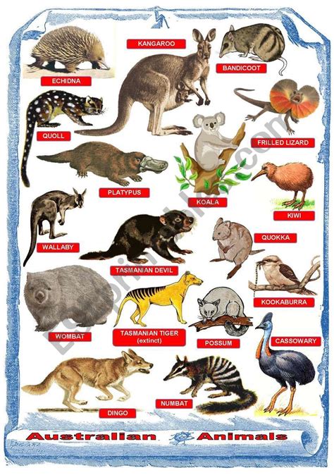 Australian Animals Poster