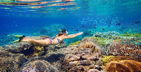 Oahu Snorkeling Tour | Hawaii Turtle Tours