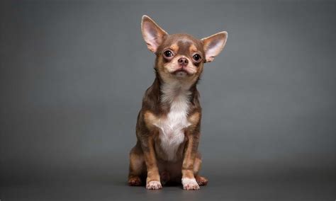 Do Chihuahua Dogs Make Good Pets