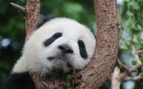 Wallpaper Panda sleeping in tree 2880x1800 Picture, Image