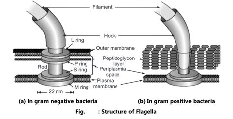 Bacterial Flagella: Structure, Types and Motility - Biology Ease