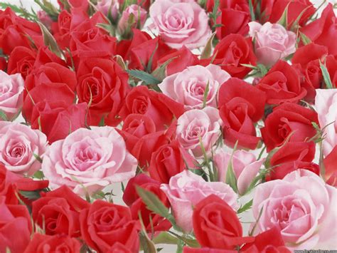Desktop Wallpapers » Flowers Backgrounds » Red and Pink Roses » www.desktopdress.com