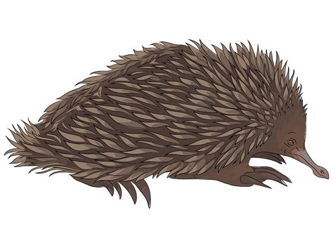 echidna clipart - Clip Art Library