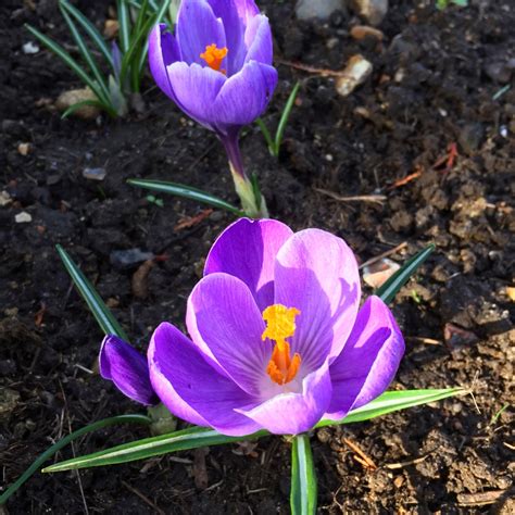 Crocus vernus 'Remembrance', Crocus 'Remembrance' in GardenTags plant ...