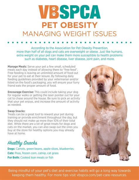 Pet Obesity | Managing Weight Issues – Virginia Beach SPCA