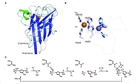 Superoxide Dismutase Structure