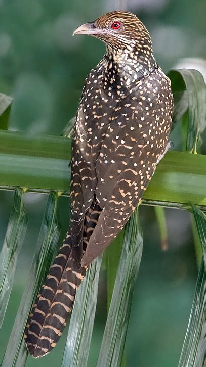 Asian Koel - ARUNACHALA BIRDS