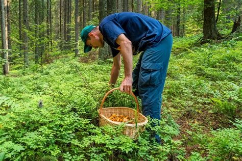 9 Mushroom Foraging Tips for Beginners - Wildlife Informer