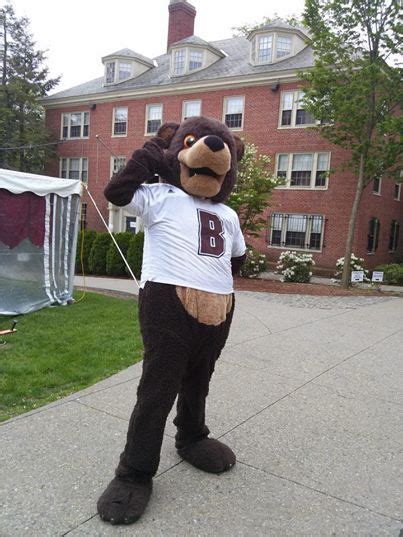 Brown Bears mascot, Bruno | Bear costume, Mascot, Brown bear