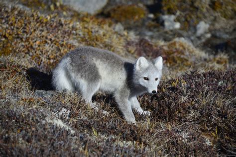 Arctic Fox Ecosystem