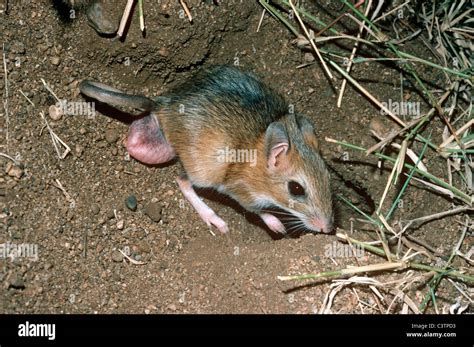 Bushveld gerbil (Tatera leucogaster: Muridae) male beside his burrow Stock Photo, Royalty Free ...