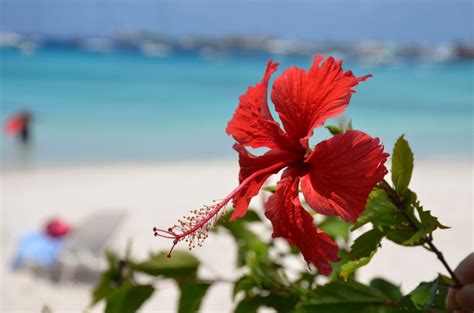 Free Images : sea, nature, sand, blossom, leaf, petal, red, flora ...