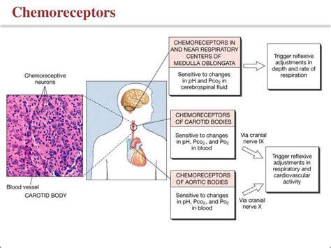 General physiology of receptors system. Somatic sensations: the tactile ...