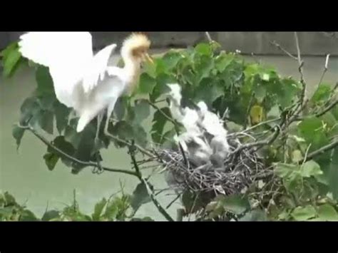 Brave Chicks Attack Bird - YouTube